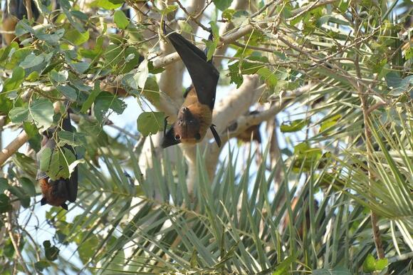 Bat Removal Laws in Iowa: What Homeowners Can (and Can’t) Legally Do ...