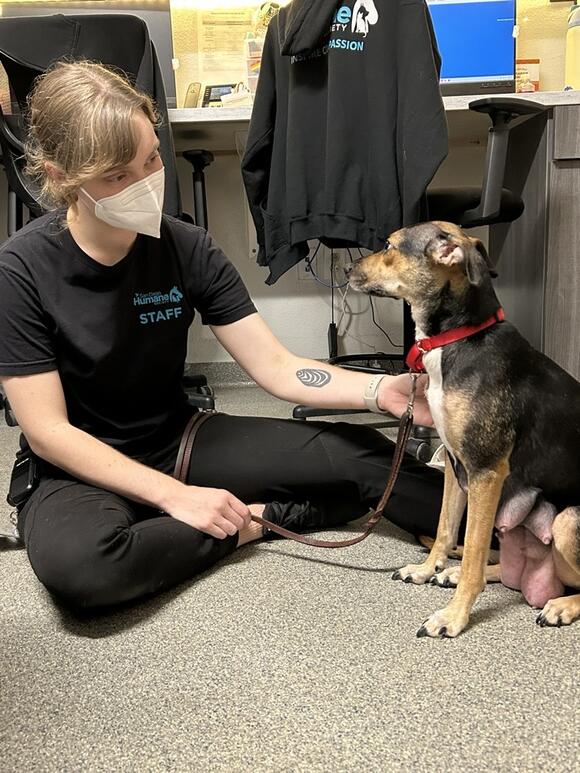 12 dogs receiving emergency care after Escondido apartment fire - NewsBreak