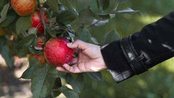 Washington fruit group cuts 2026 apple harvest forecast - NewsBreak