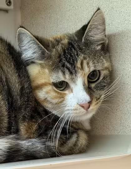 🐱 Gentle Kittens & Calm Seniors Ready for Adoption in Bellevue - NewsBreak