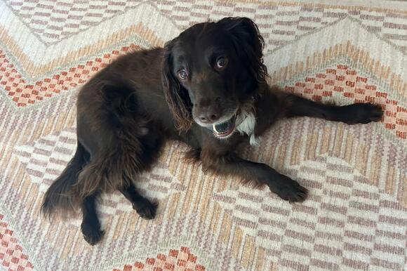Ruggable vs Kukoon: Which washable rug is better? - NewsBreak