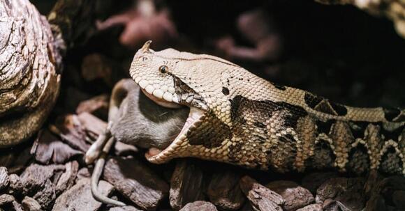 Gaboon Viper vs Green Mamba: Comparing These Two Stunning Snakes ...