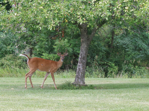 Fall is a great time to plant shade trees - NewsBreak