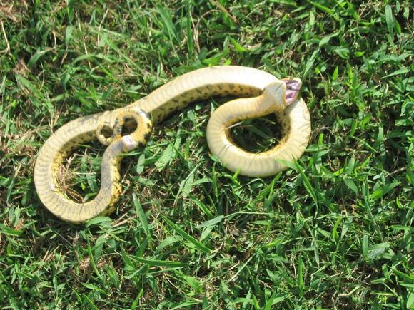 Everything You Need to Know about The Hognose Snake - NewsBreak