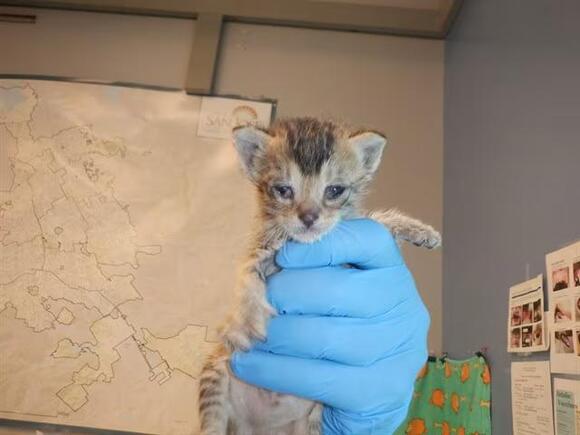 🐱 Playful, Gentle & Curious Cats Ready for Adoption in San Jose - NewsBreak
