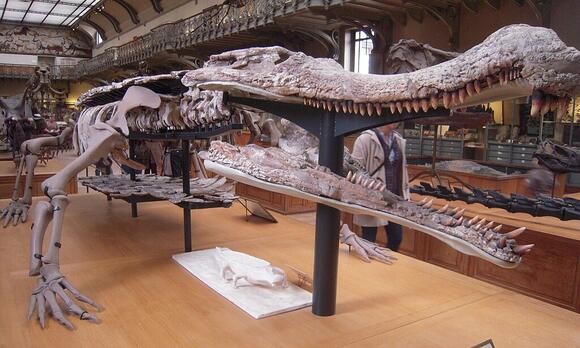 The Perfect Conditions for Fossilization (and Why They’re So Rare ...