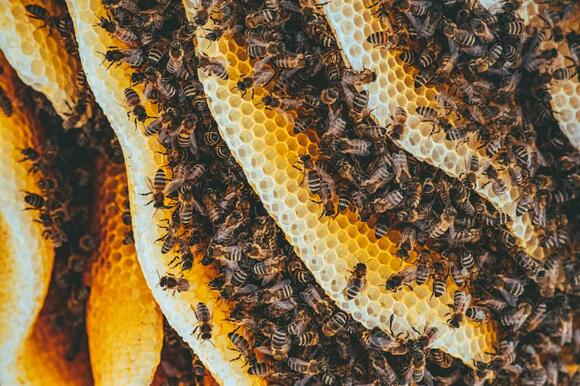 How Bees Keep Ecosystems Alive — And What Happens if They Disappear ...