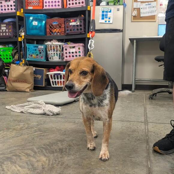 🐶 Playful, Loyal & Loving Dogs Ready for Adoption in East Smithfield ...