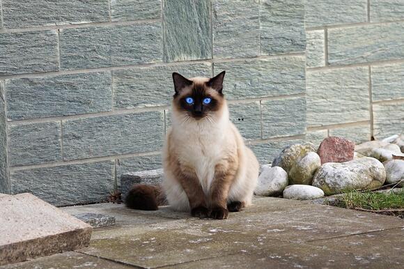 Gallery Detail: How To Support A Cat That Struggles With Separation Anxiety