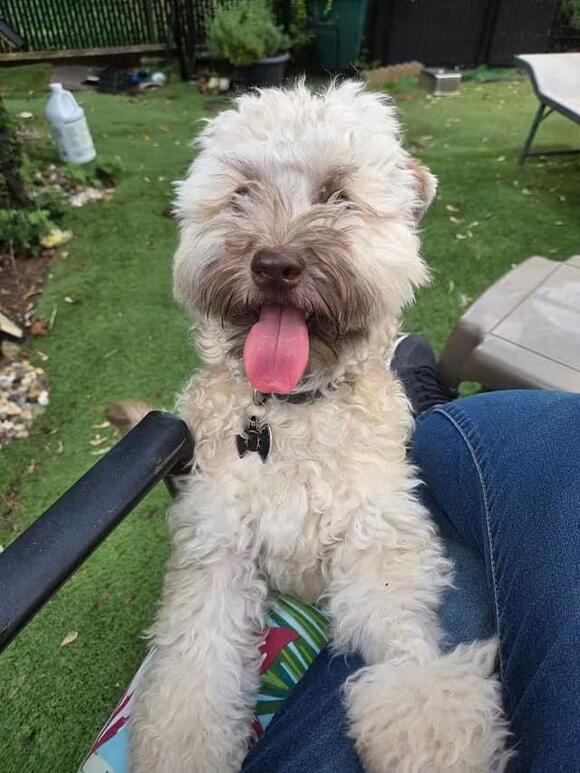 🐶 Gentle, Playful Dogs Ready for Adoption in Gwynedd Valley - NewsBreak