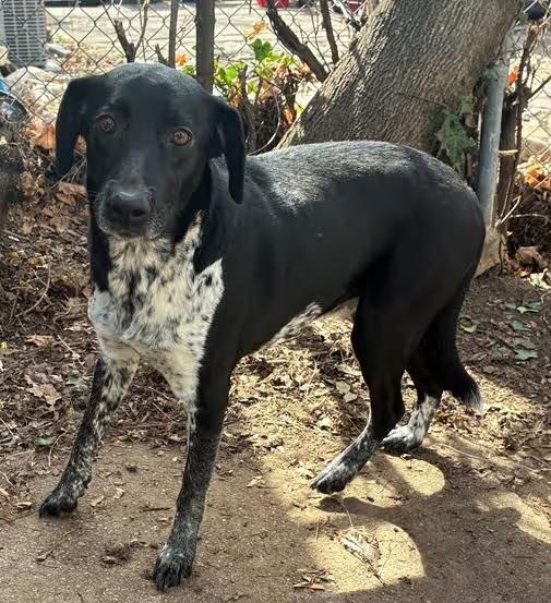 🐶 Playful & Loyal Dogs Ready for Adoption in Ogden - NewsBreak