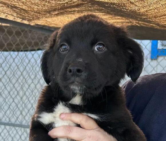 🐶 Playful Shepherd–Pyrenees Puppies Ready for Adoption in Gold Beach ...