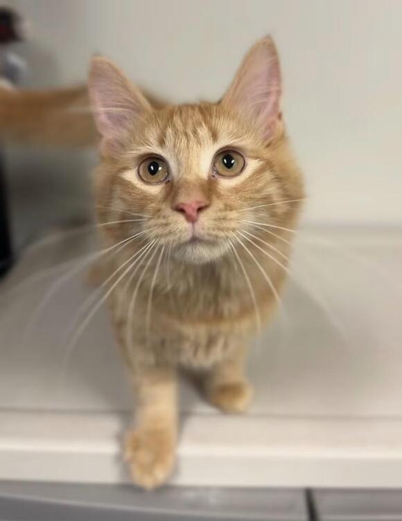 🐱 Playful, Gentle & Sweet Cats Ready for Adoption in Bemidji - NewsBreak