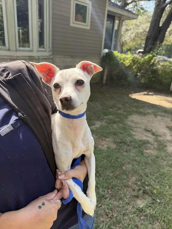 🐶 Playful, Gentle & Loyal Dogs Ready for Adoption in Lumberton - NewsBreak