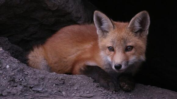 How Foxes Use Stealth to Evade Predators - NewsBreak