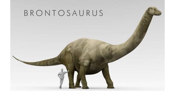 Brachiosaurus vs Brontosaurus: 5 Key Differences Explained - NewsBreak