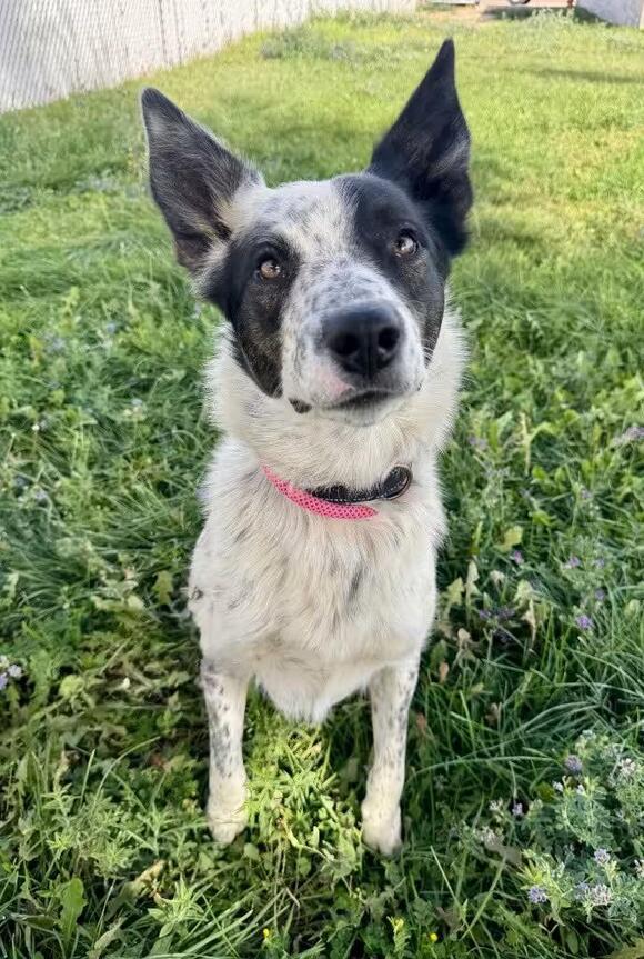 🐶 Gentle, Playful & Active Dogs Ready for Adoption in Gillette - NewsBreak
