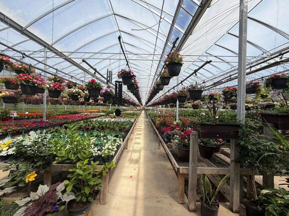 Mennonite Greenhouses Near Me