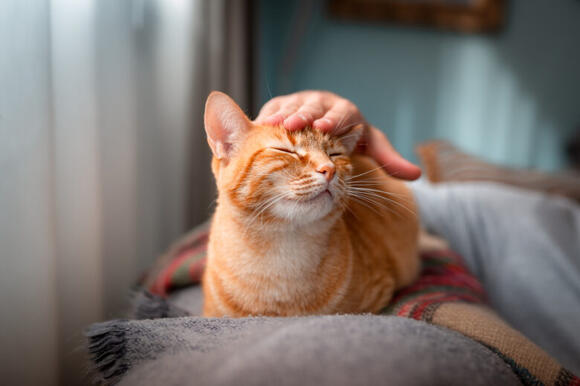 America’s most cat-obsessed states - NewsBreak