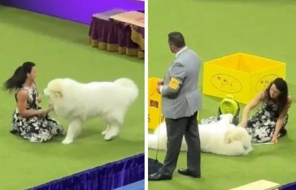 Precious Clip Shows Westminster Dog Show Pups Slacking Off On The Sidelines