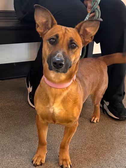 🐶 Playful & Sweet Dogs Ready for Adoption in Washington, DC - NewsBreak