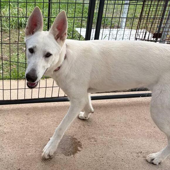🐶 Playful Shepherds & Mixed Breeds Ready for Adoption in Lake Jackson ...