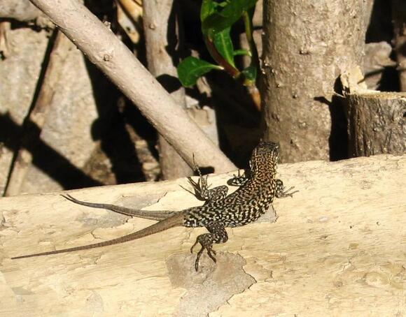 The Lizard That Grows a New Head (Well, Sort of): The Weird Case of Two ...