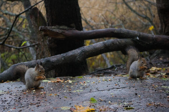 Why Squirrels Forget Half the Acorns They Bury - NewsBreak