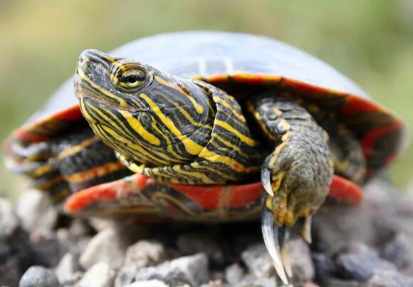 Wildlife Science Says Some Turtles Can Absorb Oxygen Through ...
