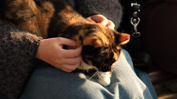 17 Signals an Elderly Cat Sends in Its Closing Weeks That Owners ...