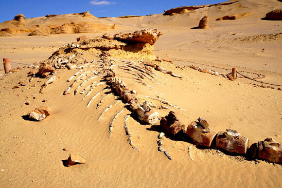 What It Meant When Ancient People Found Fossils Long Before Anyone Knew ...