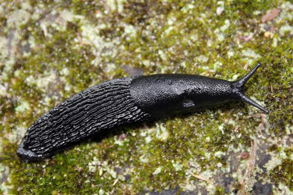 The reason your garden is full of slugs, snails and other garden pests