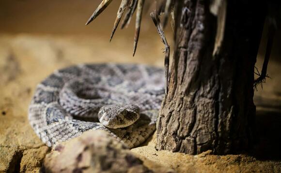 Why Rattlesnakes Rattle and What to Do When You Hear It - NewsBreak