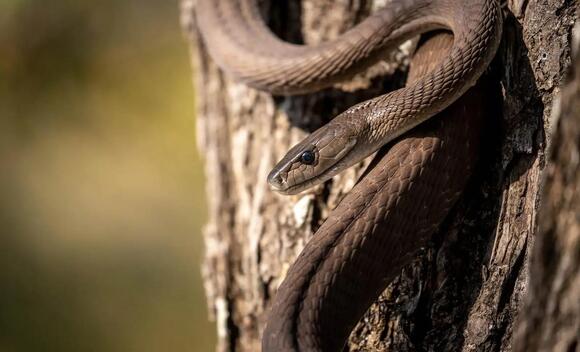 28 Types of Snakes in Nebraska You Might Encounter - NewsBreak