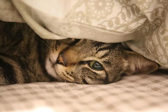 10 Reasons Why Your Cat Might Be Hiding (and How to Coax Them Out ...