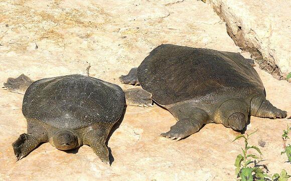 Yangtze Giant Softshell Turtle A Species with Fewer Than Five Left ...