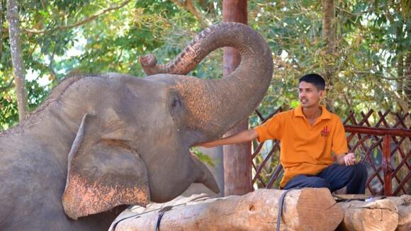 Why Some Animals Choose One Human for Life (And What They’re Really ...