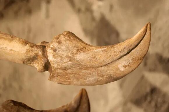 9 Times a Single Dinosaur Fossil Discovery Sent the Scientific ...