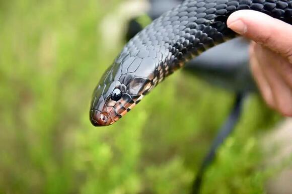 10 Black Snakes Found in Texas: Complete Identification Guide for Safe ...