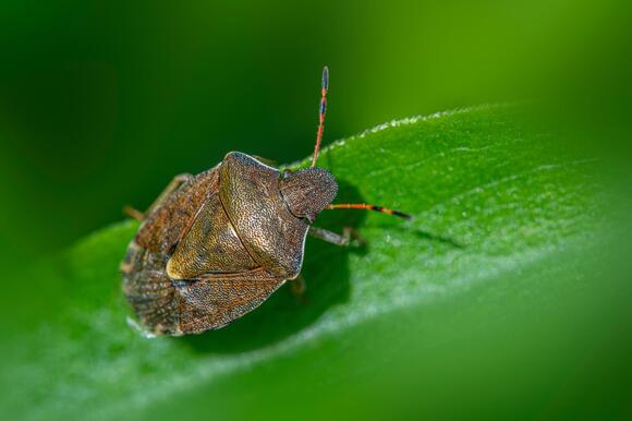 What Happened to All of the Stink Bugs in the Hudson Valley? - NewsBreak