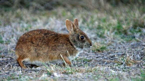 10 Small Animals Found Only in The US - NewsBreak