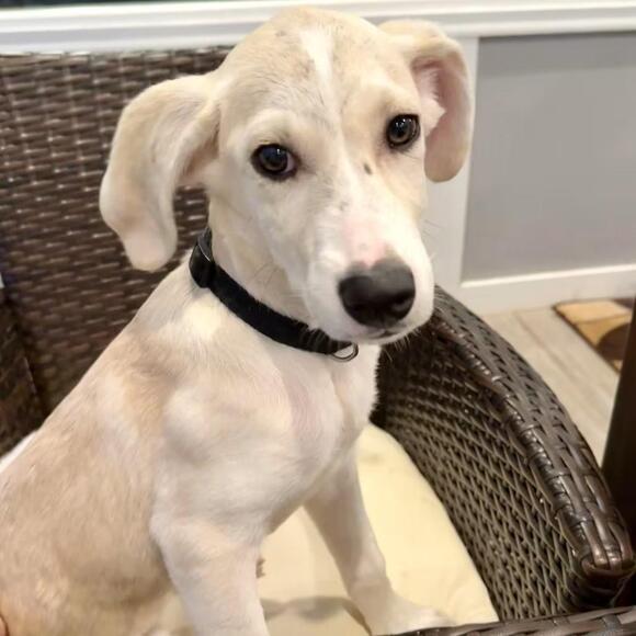 🐶 Playful Puppy Dogs Ready for Adoption in Apex, NC - NewsBreak