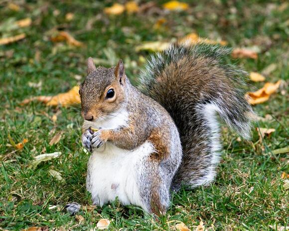The Fattest Squirrel In Texas Just Claimed His Crown - NewsBreak