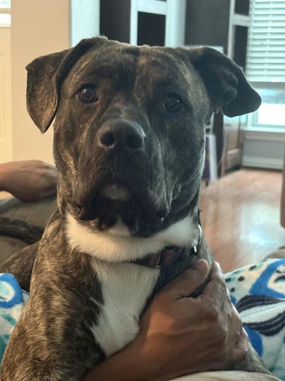 🐶 Playful, Gentle & Loyal Dogs Ready for Adoption in Katy, TX - NewsBreak