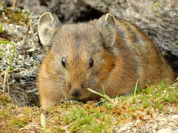 12 Extreme Animals That Thrive in the Sierra Nevada - NewsBreak