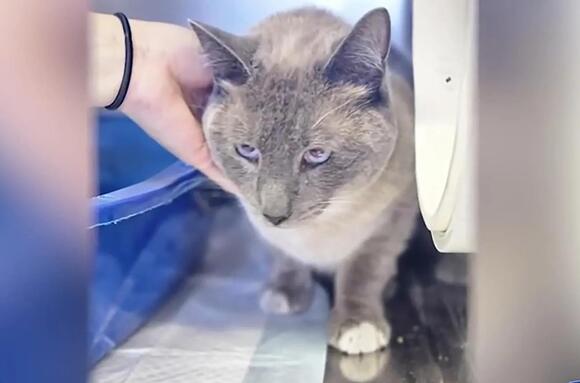 Fearless cat travels 1,000 miles back to owners’ Calif. home after ...