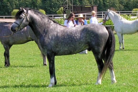 15-beginner-friendly-horse-breeds-trainers-actually-trust-newsbreak
