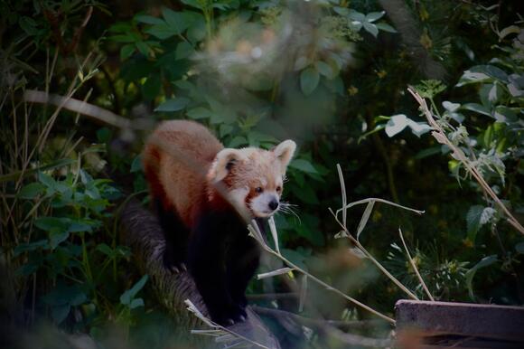15 Cutest Baby Animals Born in the Wild - NewsBreak