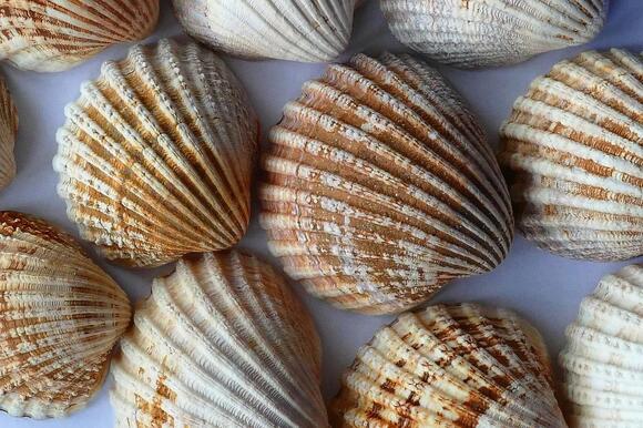 25 Animals with Shells: From Ocean Reefs to Backyard Gardens - NewsBreak
