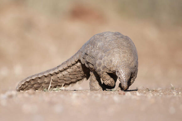 Top 10 Animals With Unique Adaptations - NewsBreak